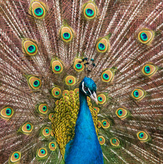 male peacock with a tail
