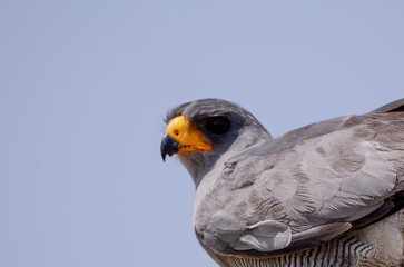 Bird in African