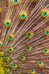 Obraz premium peacock feathers as a background