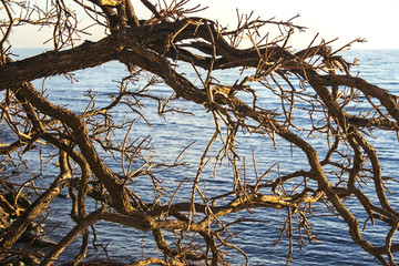 branches tree and sea