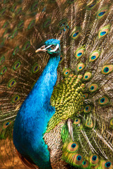 male peacock with a tail