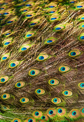 Obraz premium peacock feathers as a background