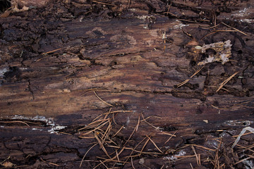 Obraz na płótnie Canvas fantasy texture of the back side of the tree bark light and dark brown patterns