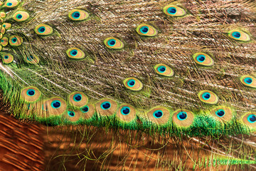 Obraz premium peacock feathers as a background