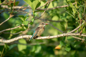 Fototapeta premium Striped kingfisher resting in a tree in the late afternoon.