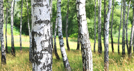Young birch with black and white birch bark in spring in birch grove against the background of other birches