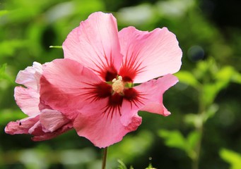 Fototapeta premium Fiore di ibisco in primo piano con sfondo sfocato