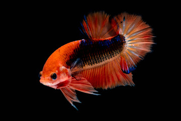 Fototapeta premium Betta fish Fight in the aquarium