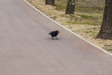 Crow on the bike path