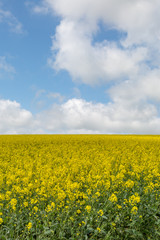 A field of canola/rapeseed crops in Sussex, on a sunny spring day