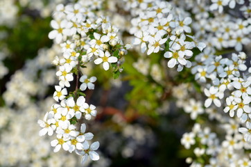 Kleine weiße Blüten im Frühling