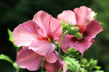 Due fiori di ibisco con sfondo sfocato