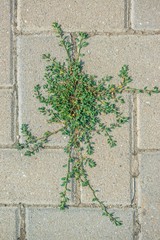 Green plant on gray paving stone top view