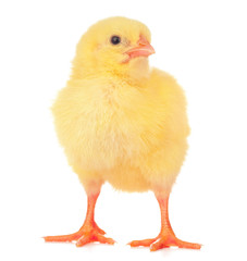 Cute little chicken isolated on white background