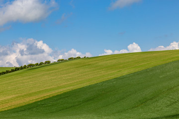 Obraz premium A green hillside in Sussex, on a sunny spring day