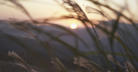 ススキの夕景