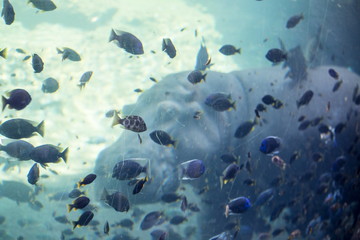 Fototapeta na wymiar Hippopotamus underwater image
