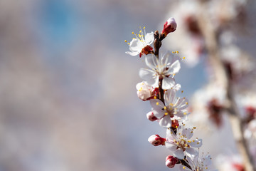 Blooming apricot closeup in spring