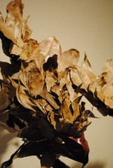 爬虫類のおきもの