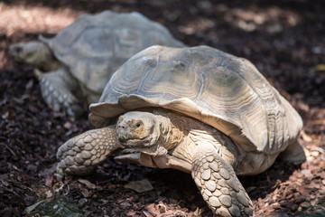 Two turtles crossing