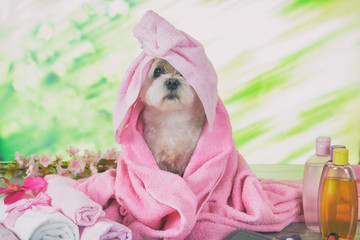 Little maltese dog at spa