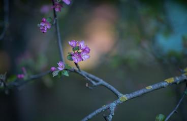 ranetka blooming in spring in the botanical garden of Moscow
