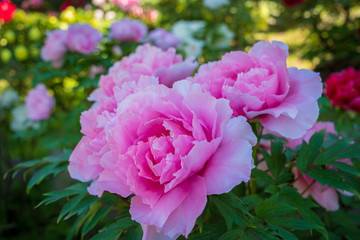  Peony of Japan
