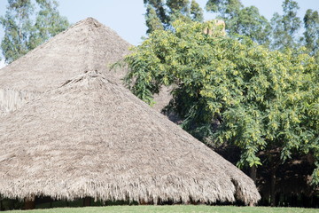 Palm house in savannah Africa