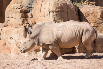 Fototapeta premium Rino in savannah Ceratotherium simum