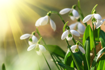 Obrazy na Szkle  Galanthus nivalis czyli przebiśnieg przebiśnieg - kwitnące białe kwiaty wczesną wiosną w lesie, zbliżenie