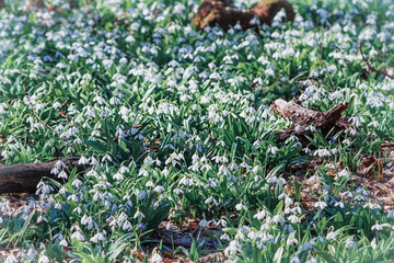 Galanthus nivalis or common snowdrop - meadow with blooming white flowers in early spring in the forest