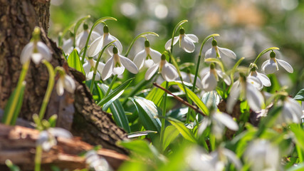 Galanthus nivalis or common snowdrop - blooming white flowers under the tree in early spring in the forest, closeup