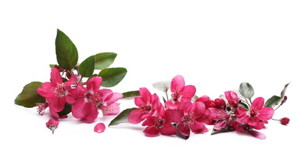 Naklejka premium Wild apple tree flowers blooming isolated on white background