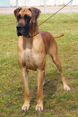 Fawn great dane female.