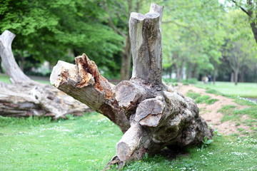 Fototapeta na wymiar Stump of a cut tree