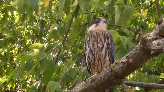 Eurasian hobby (Falco subbuteo) is a small bird of prey from the family of falcons living in the vast territory of Eurasia and in North Africa. Prefers light forests in combination with open landscape