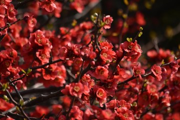 木瓜の花～Flowering quince.