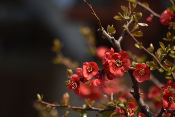 木瓜の花～Flowering quince.