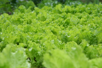 Salad leaves. Blur. Desktop Wallpapers