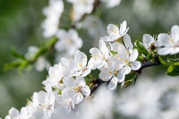 Fototapeta premium Spring border background with blossom, close-up. Abstract floral spring background. Blossoms over blurred nature background