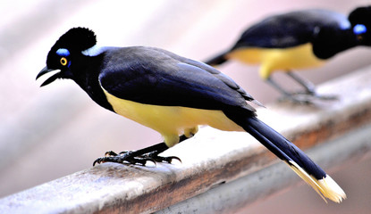 IGUAZU (naturaleza, aves, mamiferos, insectos, cascadas)