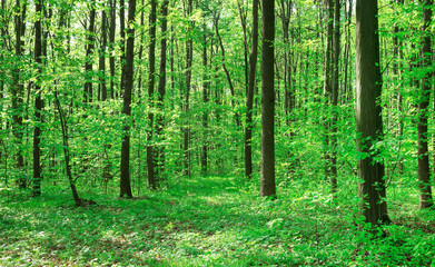 Fototapeta premium Forest trees. nature green wood sunlight backgrounds