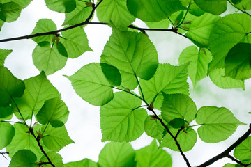 green leaves on the summer forest