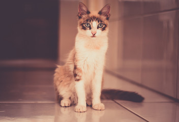 Fototapeta na wymiar O olhar admirável de um lindo gato