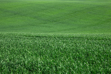 green grass background with selective focus