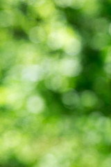 Green bokeh background from nature forest out of focus
