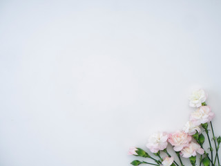 carnations flowers on a white background