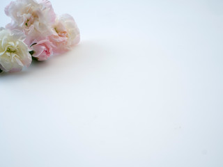 Obraz na płótnie Canvas Mother's day greeting card, Beautiful pink carnation
