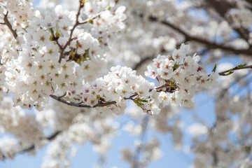 Obraz premium 벚꽃