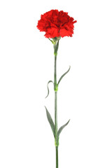 red carnation - 258319999